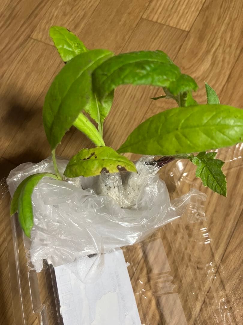 【mggm様確認用】