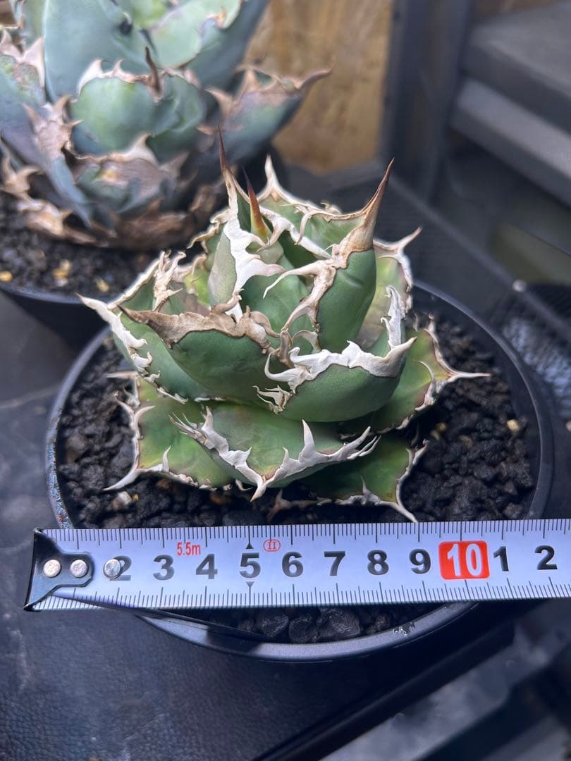 アガベ チタノタ　オテロイ　逆棘