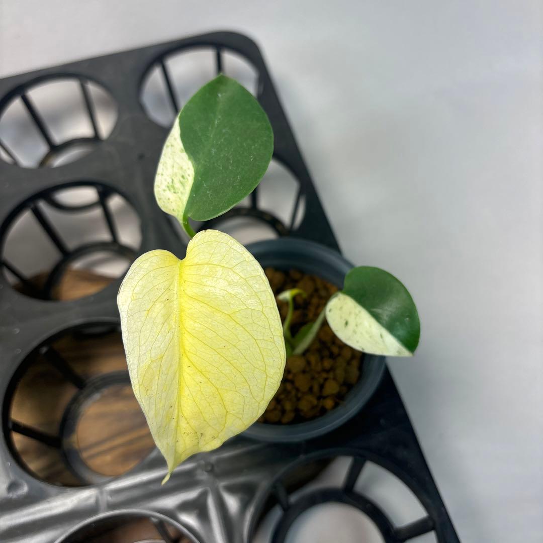 ち*か様 5株セットms32【特別選抜】ホワイトモンスター／天津蘭 モンステラ斑