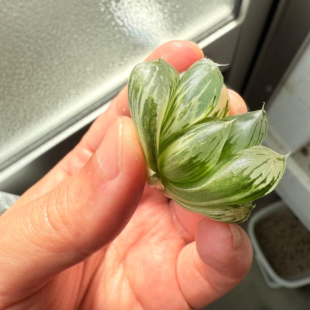 多肉植物 ハオルチア 実生オブツーサ錦 28番 カキコ 自宅実生最高1苗 初出品