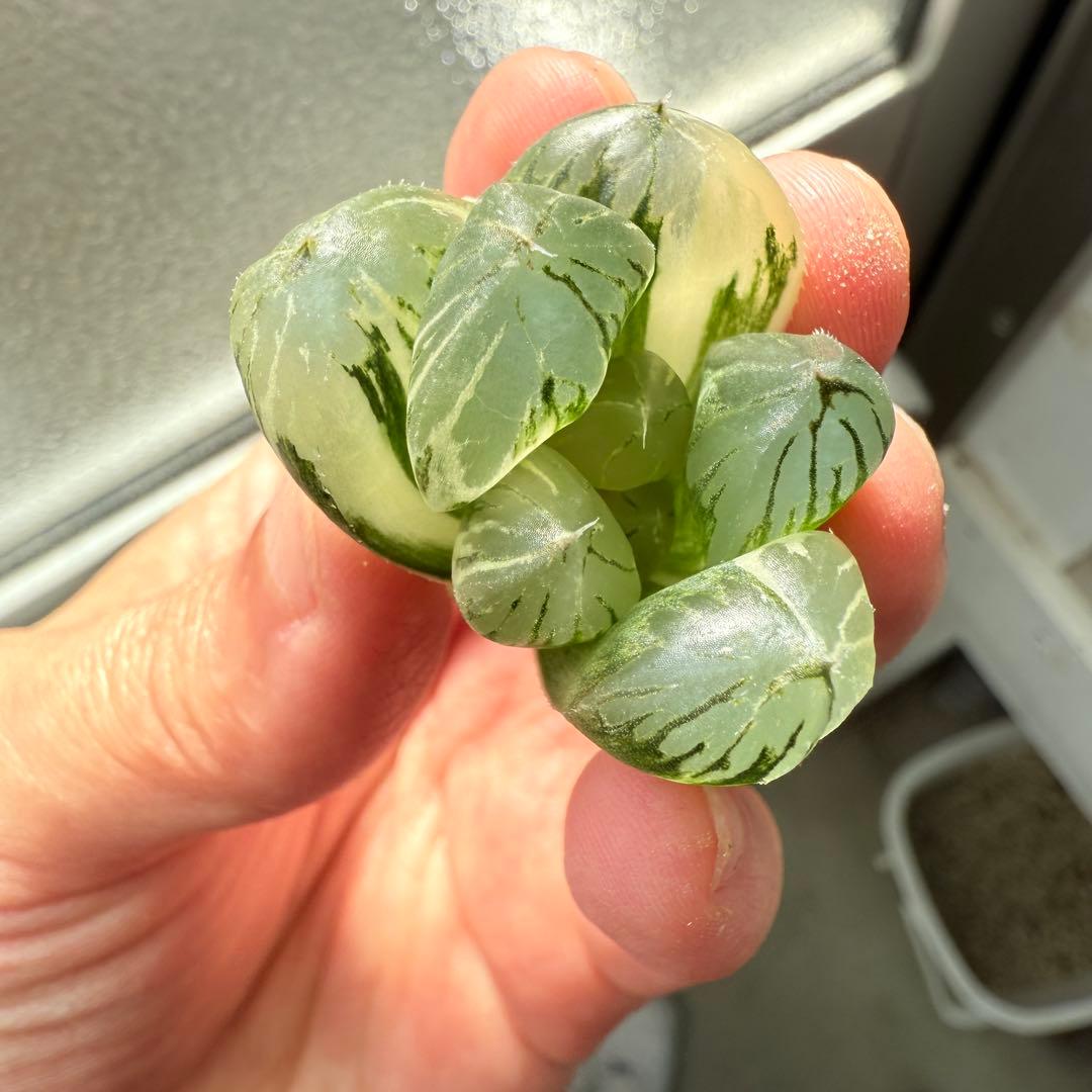 多肉植物 ハオルチア 実生オブツーサ錦 28番 カキコ 自宅実生最高1苗 初出品