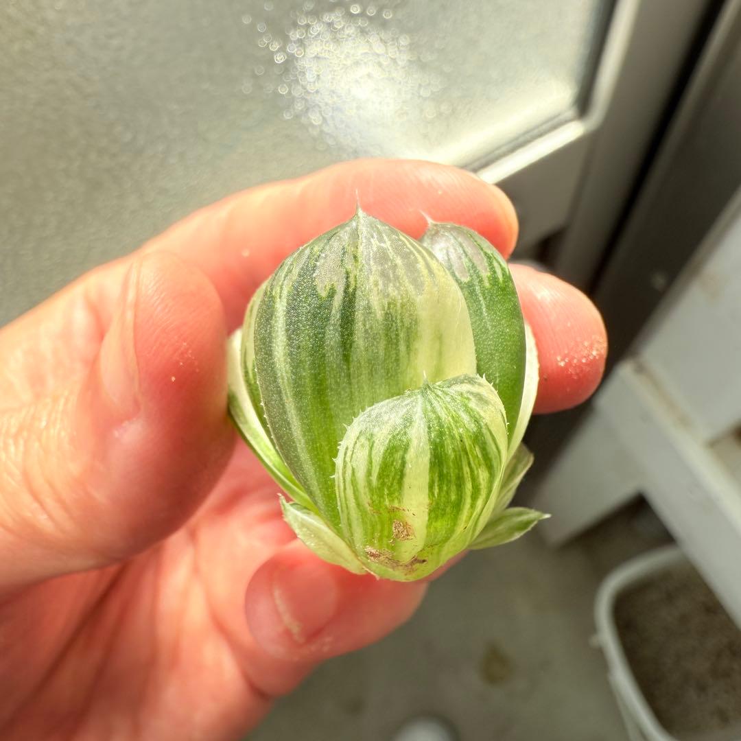 多肉植物 ハオルチア 実生オブツーサ錦 28番 カキコ 自宅実生最高1苗 初出品