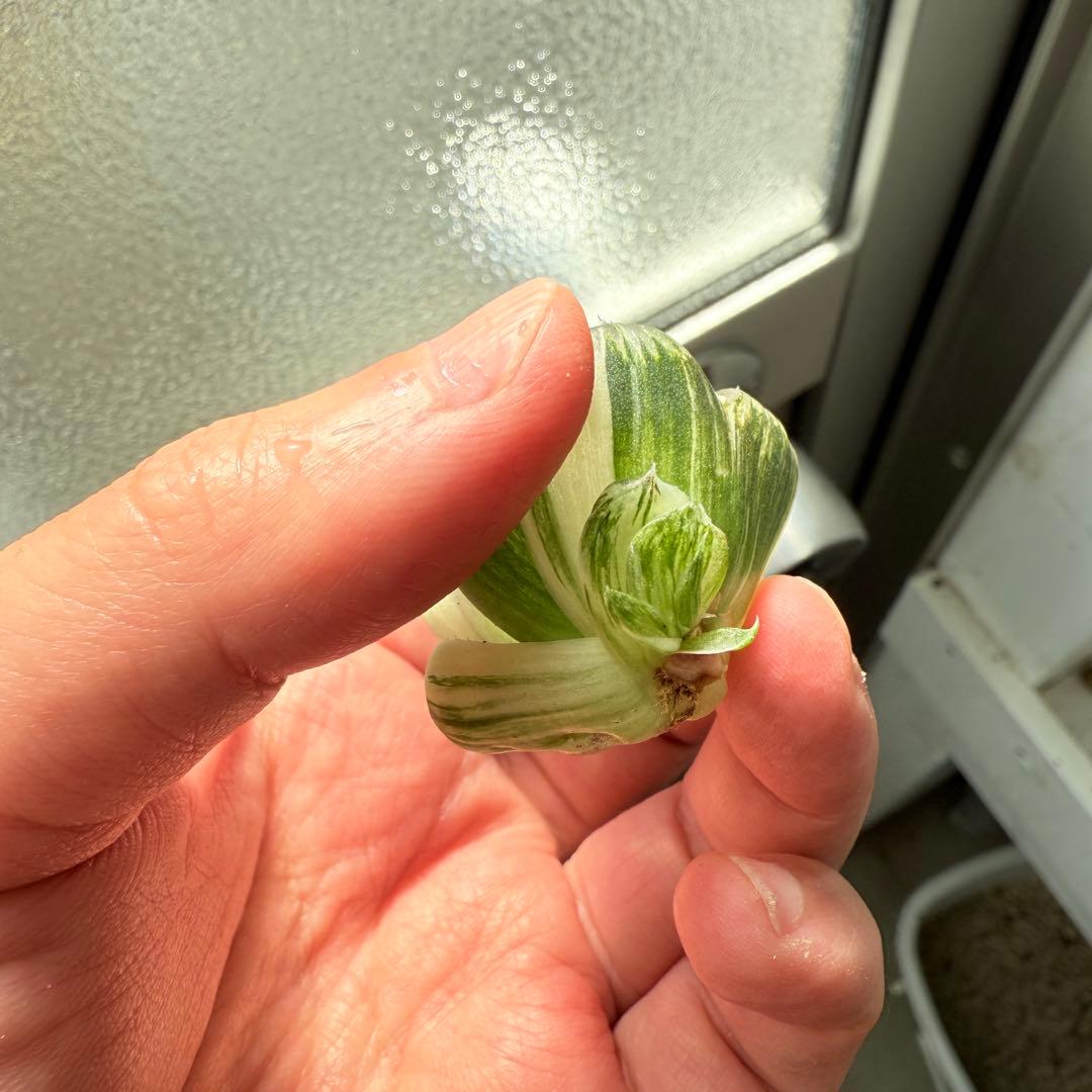 多肉植物 ハオルチア 実生オブツーサ錦 28番 カキコ 自宅実生最高1苗 初出品