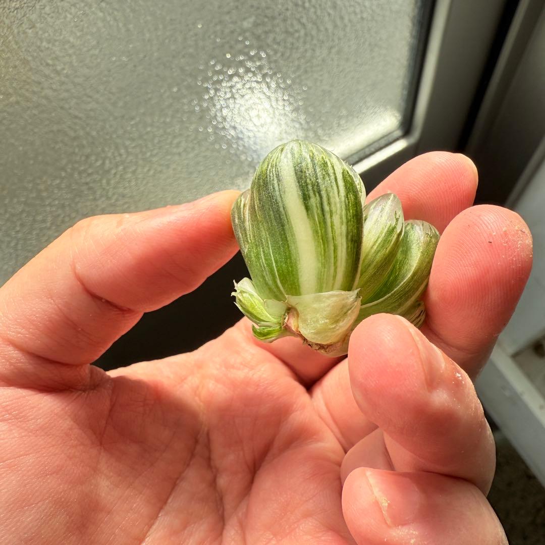 多肉植物 ハオルチア 実生オブツーサ錦 28番 カキコ 自宅実生最高1苗 初出品