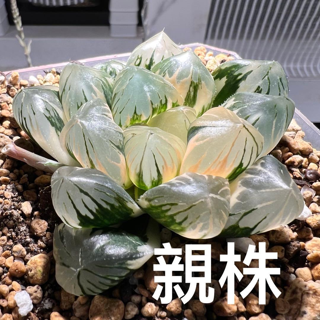 多肉植物 ハオルチア 実生オブツーサ錦 28番 カキコ 自宅実生最高1苗 初出品