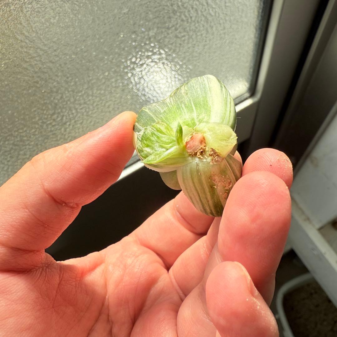 多肉植物 ハオルチア 実生オブツーサ錦 28番 カキコ 自宅実生最高1苗 初出品