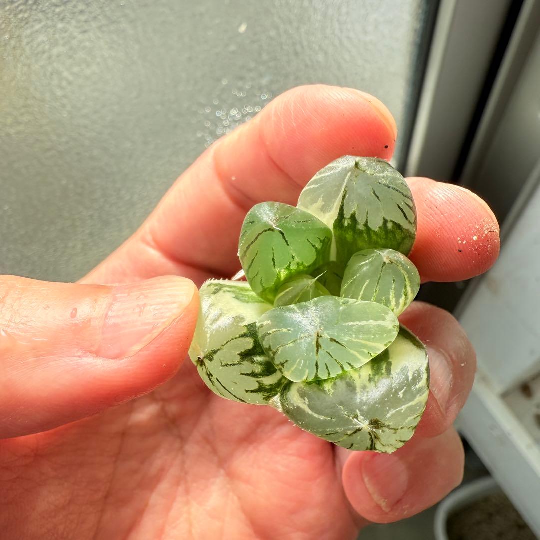 多肉植物 ハオルチア 実生オブツーサ錦 28番 カキコ 自宅実生最高1苗 初出品