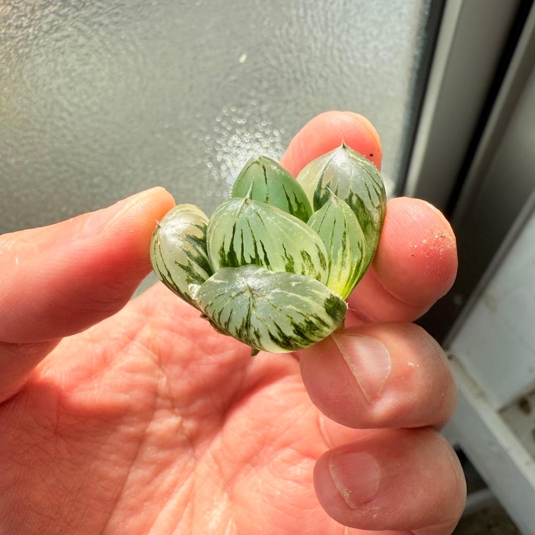 多肉植物 ハオルチア 実生オブツーサ錦 28番 カキコ 自宅実生最高1苗 初出品