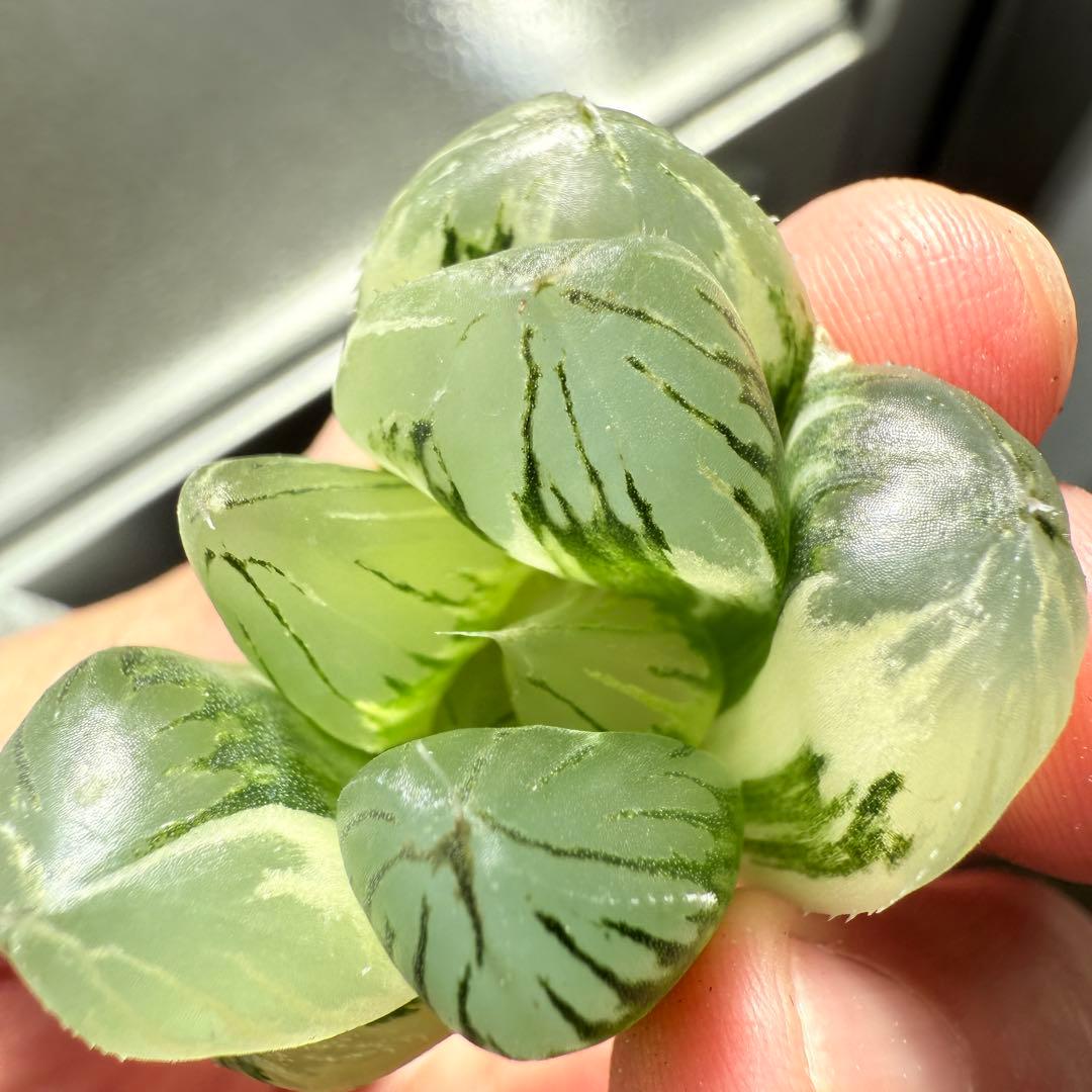 多肉植物 ハオルチア 実生オブツーサ錦 28番 カキコ 自宅実生最高1苗 初出品