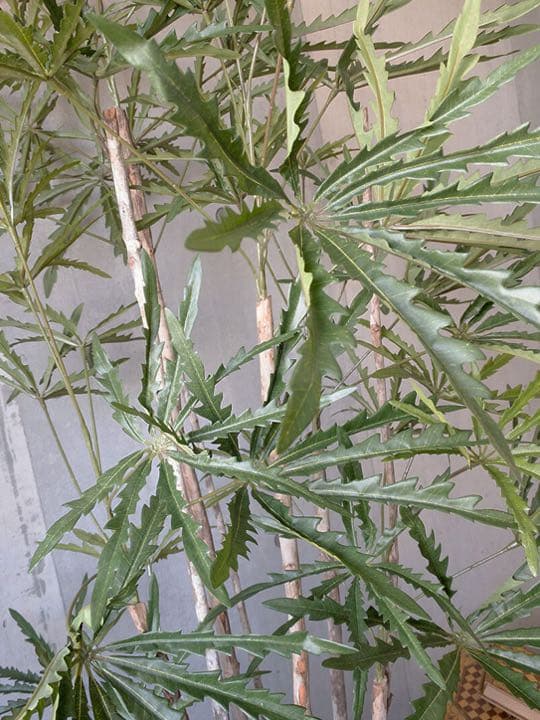 光触媒　人工観葉植物　ウォールグリーン　フェイクグリーン　アラレア@mwd