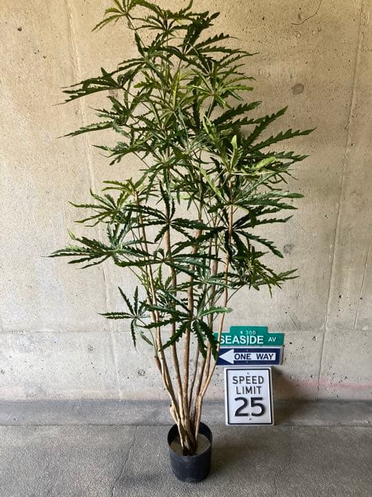 光触媒　人工観葉植物　ウォールグリーン　フェイクグリーン　アラレア@mwd