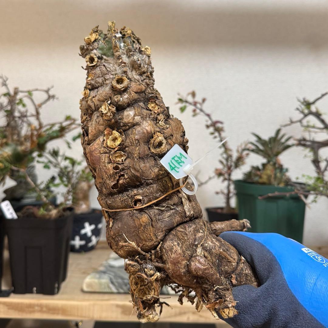 泉*様 ユーフォルビア ムランジーナ 現地球 大株 葉有り 輸入即出品 41EM