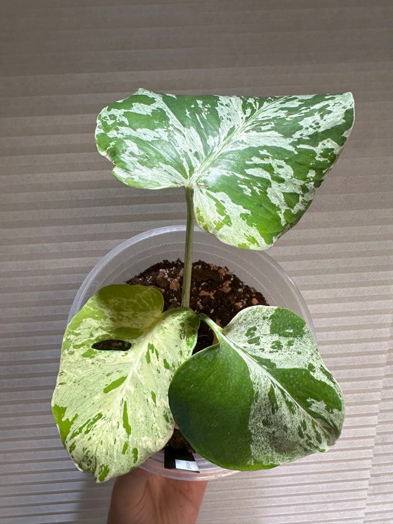 モンステラ　バルバソウル Monstera Bulbasaur