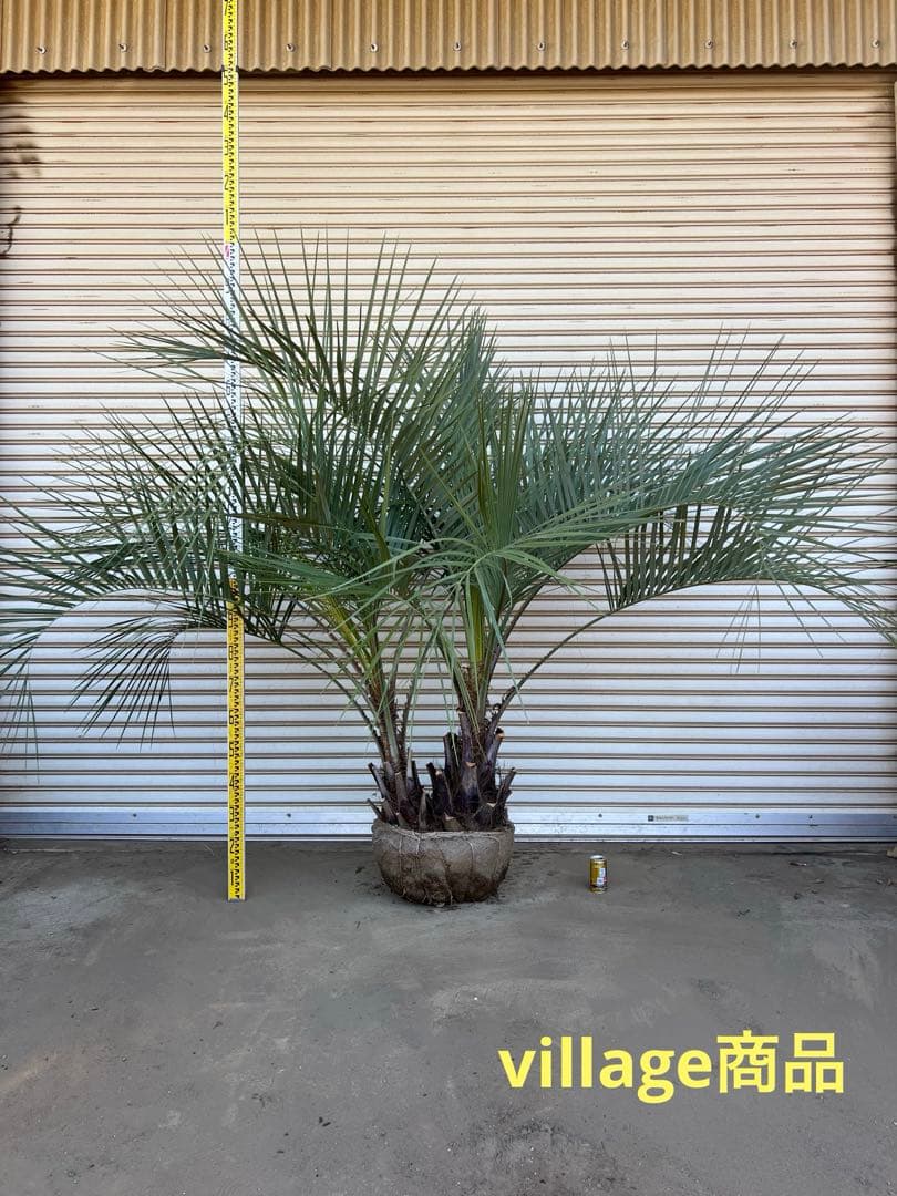 送料込み　ココスヤシ シルバーリーフ　株立ち　形状良　幹極太　現品