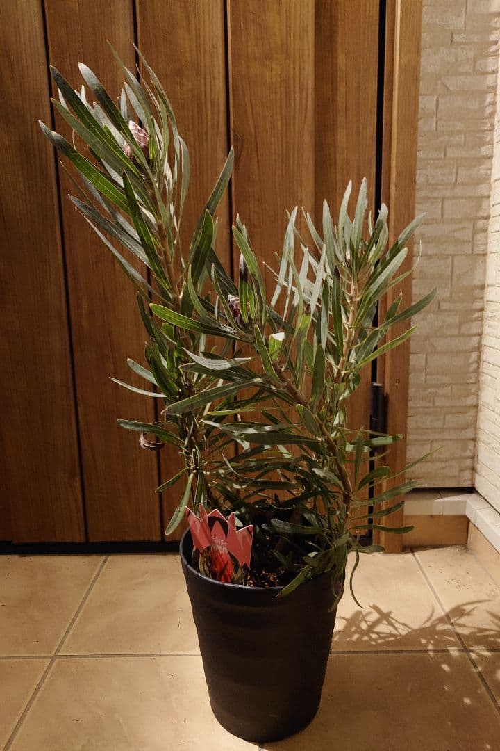 プロテア　エクリプス　7号（バンクシア、グレビレア、リューカデンドロン）