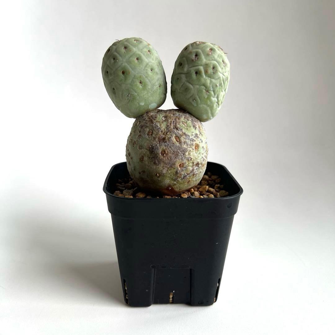 m*e様 ☆美株☆大玉3ball☆ヴィンテージ テフロカクタス ゲオメトリクス☆