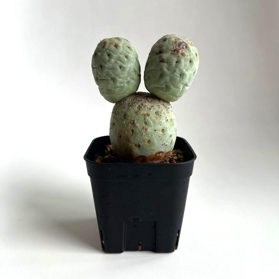 m*e様 ☆美株☆大玉3ball☆ヴィンテージ テフロカクタス ゲオメトリクス☆