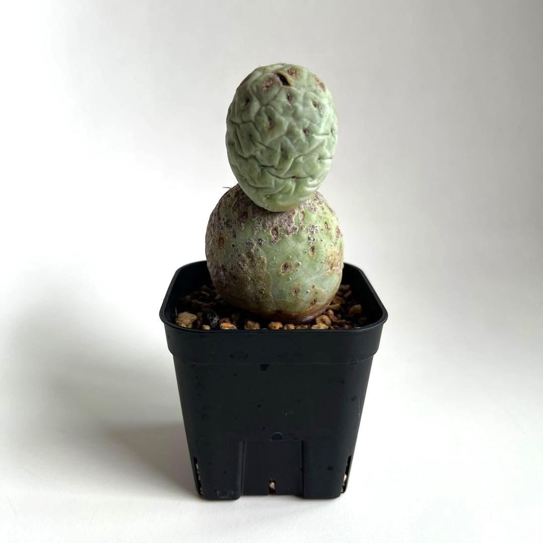 m*e様 ☆美株☆大玉3ball☆ヴィンテージ テフロカクタス ゲオメトリクス☆