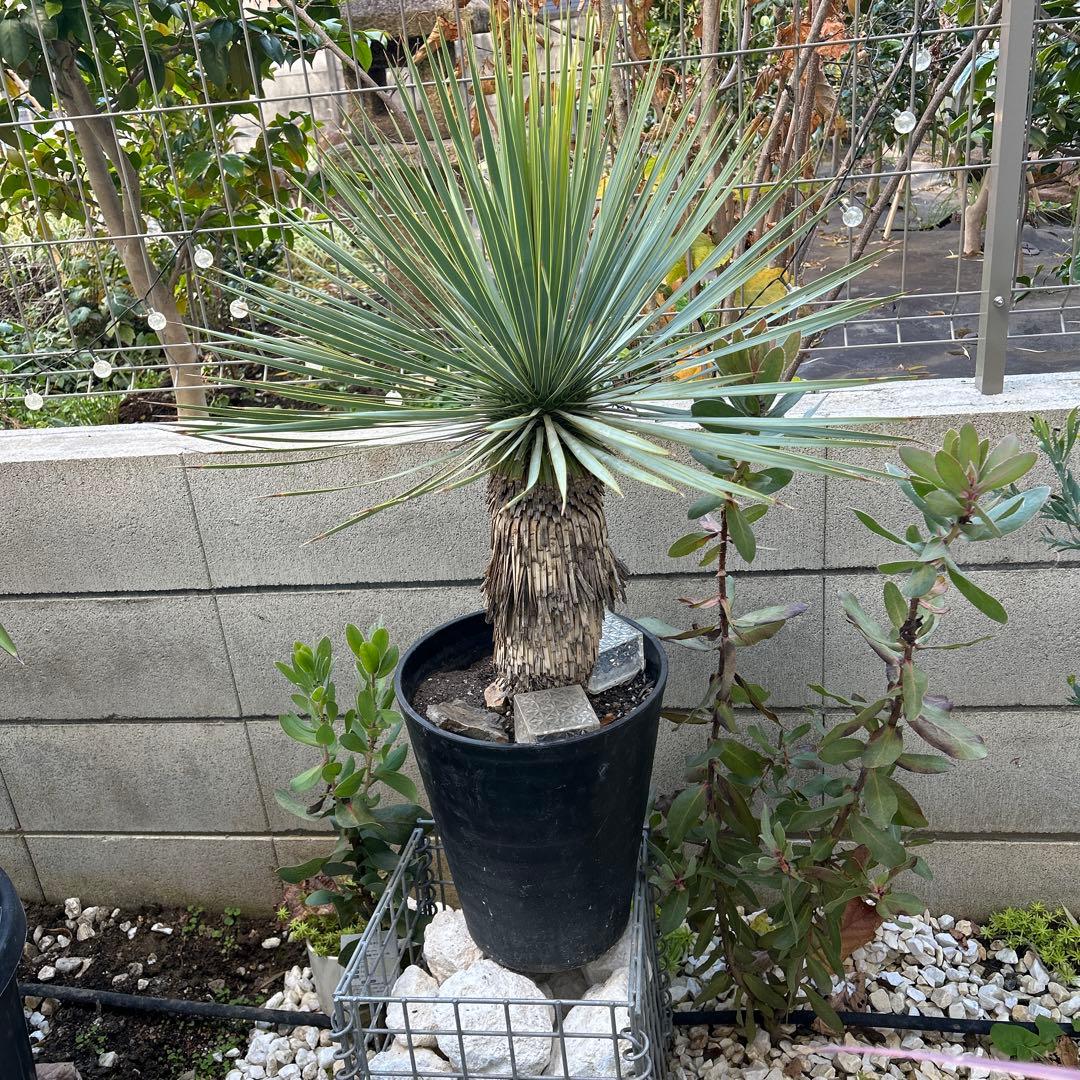 ユッカ ロストラータ10号　美株