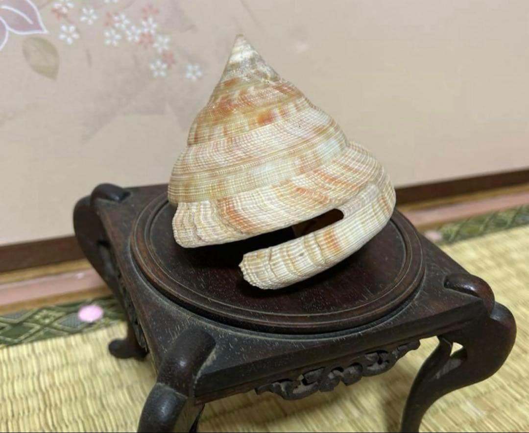 貝殻の置物 木製台座付き