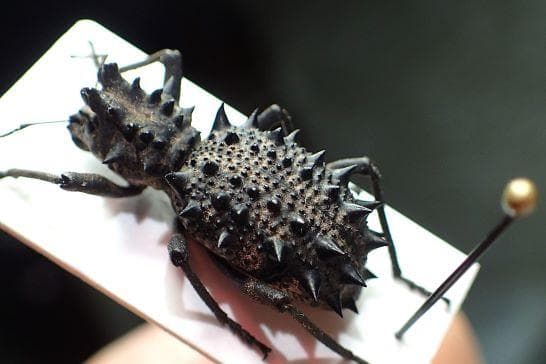 これぞ、Acantholophus 至高の頂！