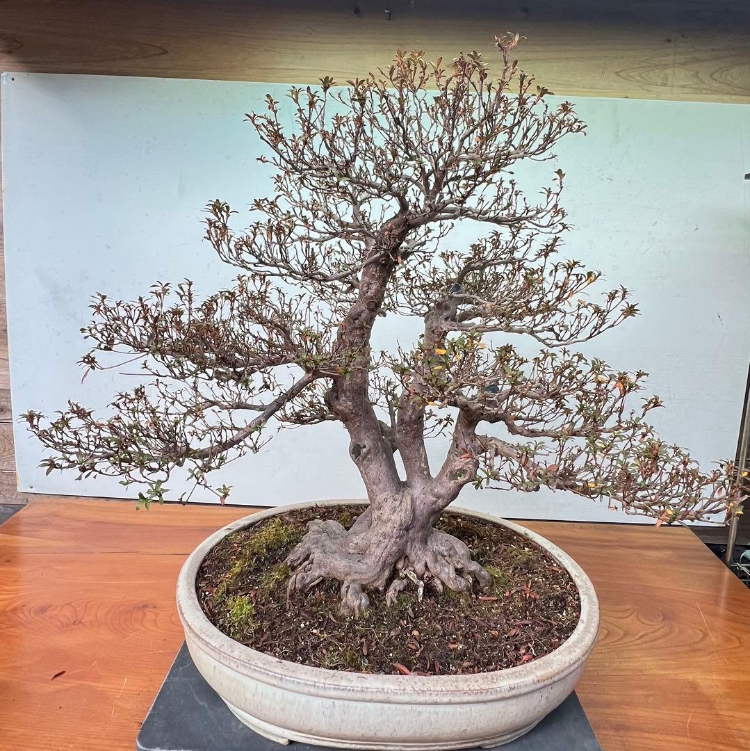 皐月盆栽　金菜(花保証) 高さ約62センチ