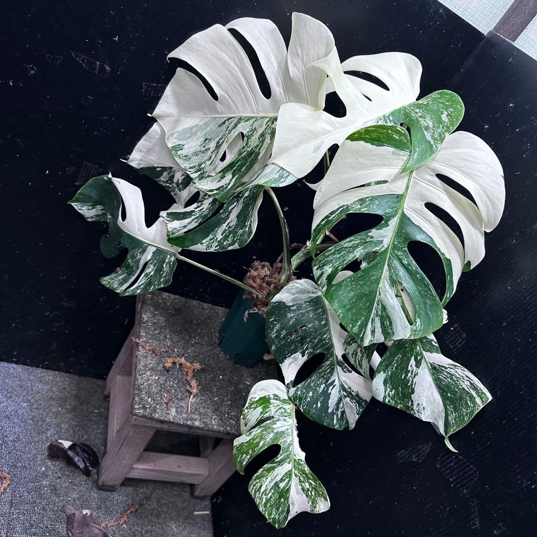 ひ*★様 斑入りモンステラ ホワイトタイガー極美大株52cm白斑多