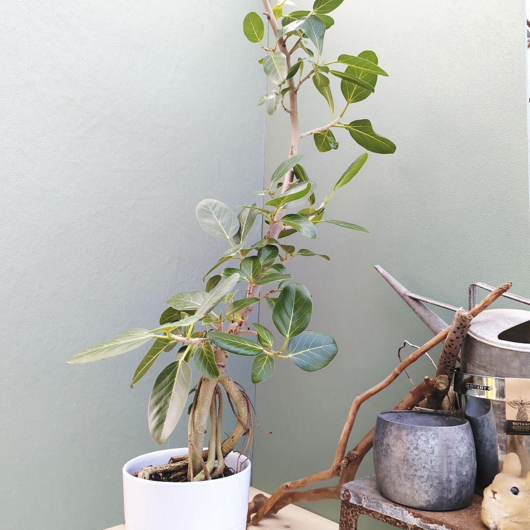 ゆったり〜っ大人のベンガレンシス ８号 (現品)癒しグリーン