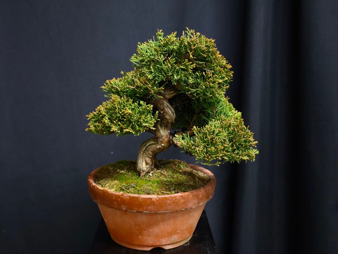 し*ほ様 フォロワー300人記念オークション 真柏　葉性抜群　小品盆栽　流れ良