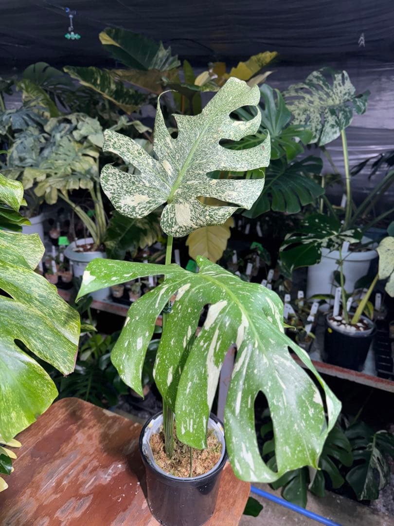 わ*ち様 1モンステラ　タイコンステレーション　スターライト