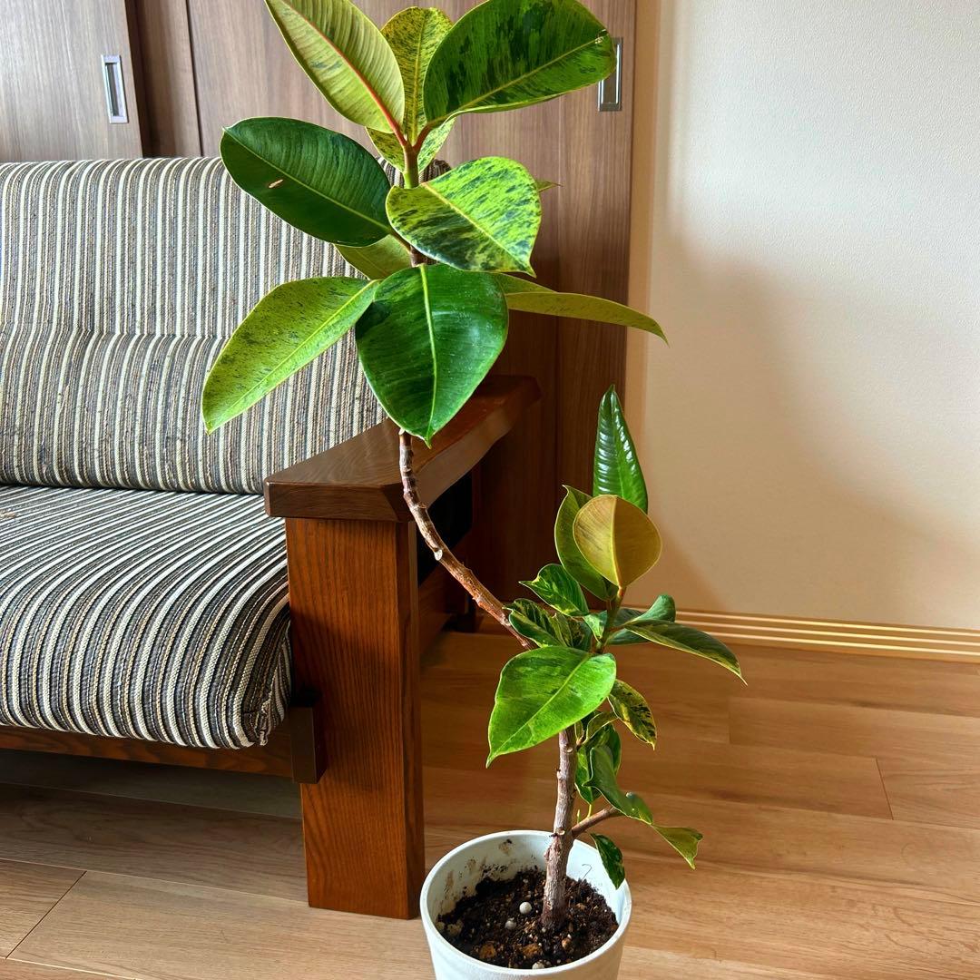 フィカス ジン 曲がり 極上 観葉植物 インテリア