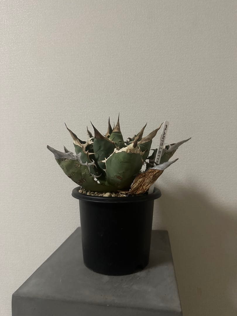 ‼️値下げ‼️アガベ オテロイ オアハカ産 現地株