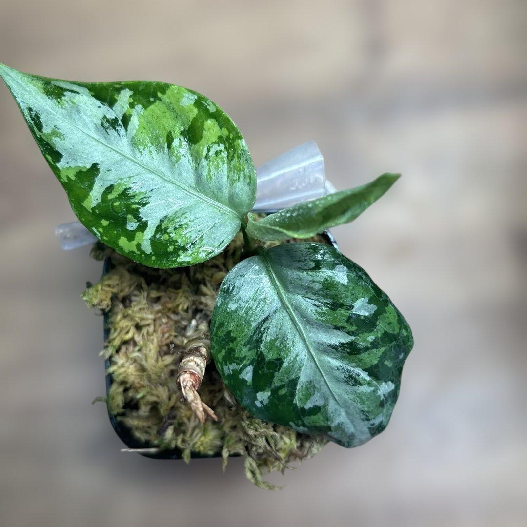 LA便正規タグ付き 柳緑花紅 アグラオネマピクタム【LA0913-1SS】