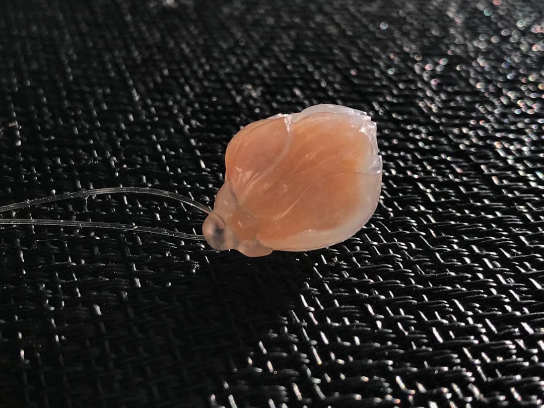 ゴビ石−1431 ゴビ瑪瑙　彫刻　『モクレン』