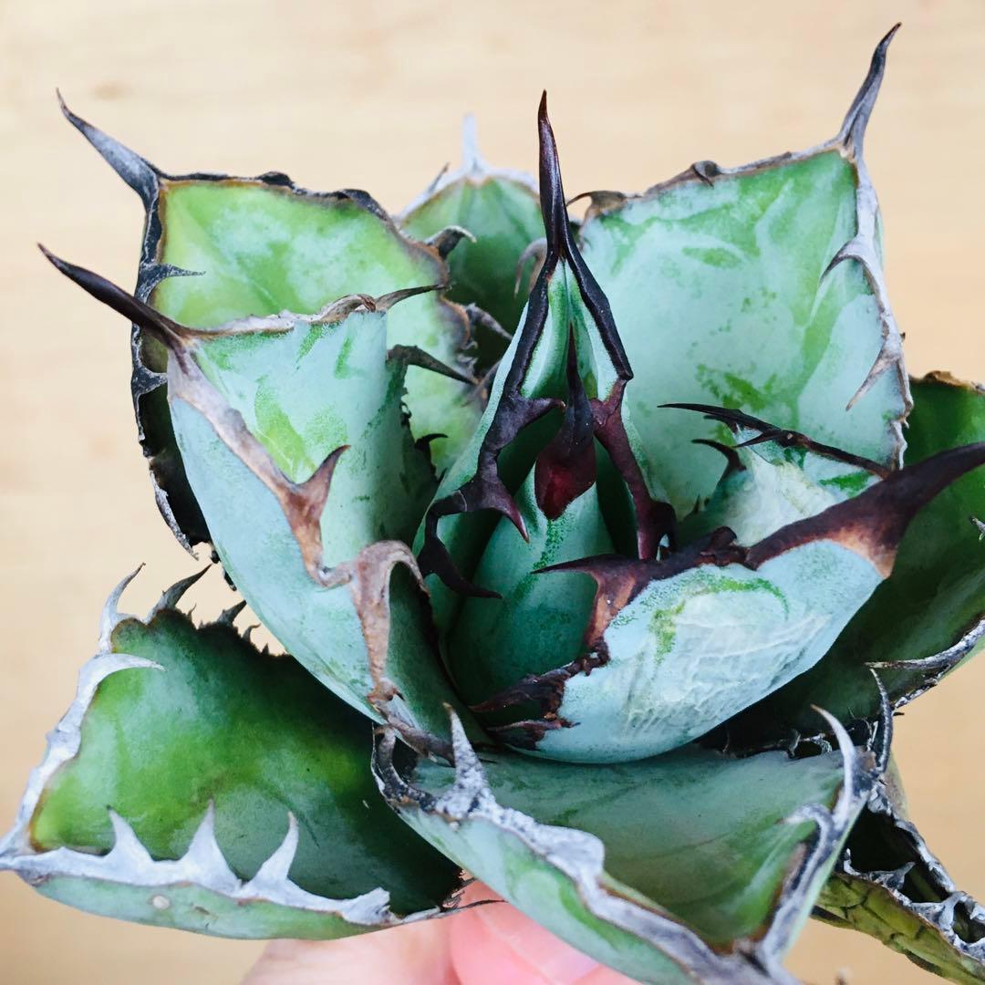 【稀少】5 ブラックアンドブルー 特選 極上黒棘 TC株 アガベ チタノタ