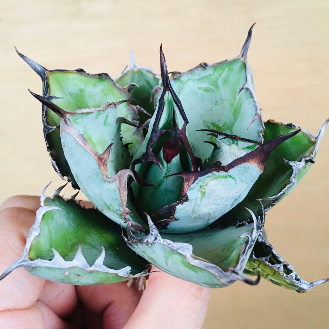 【稀少】5 ブラックアンドブルー 特選 極上黒棘 TC株 アガベ チタノタ