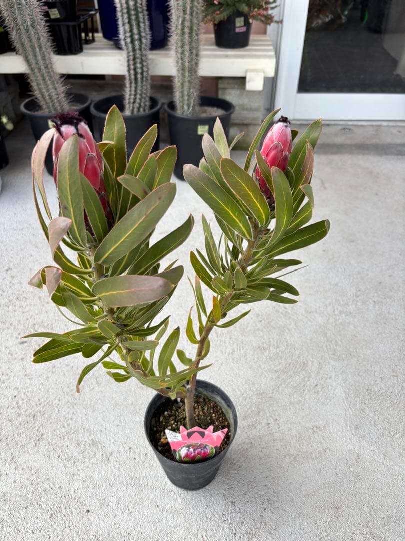 プロテア　オーストラリスルビー　2