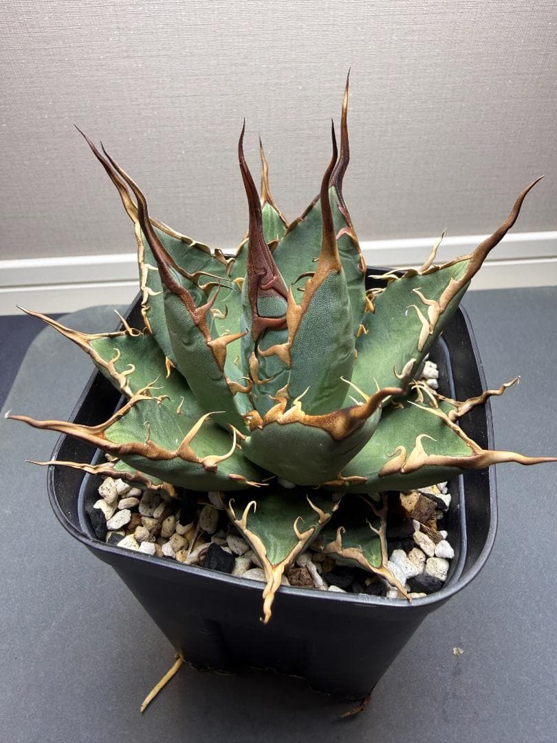 アガベ 　エボリスピナ　×　BB　（ハイブリッド） 親株