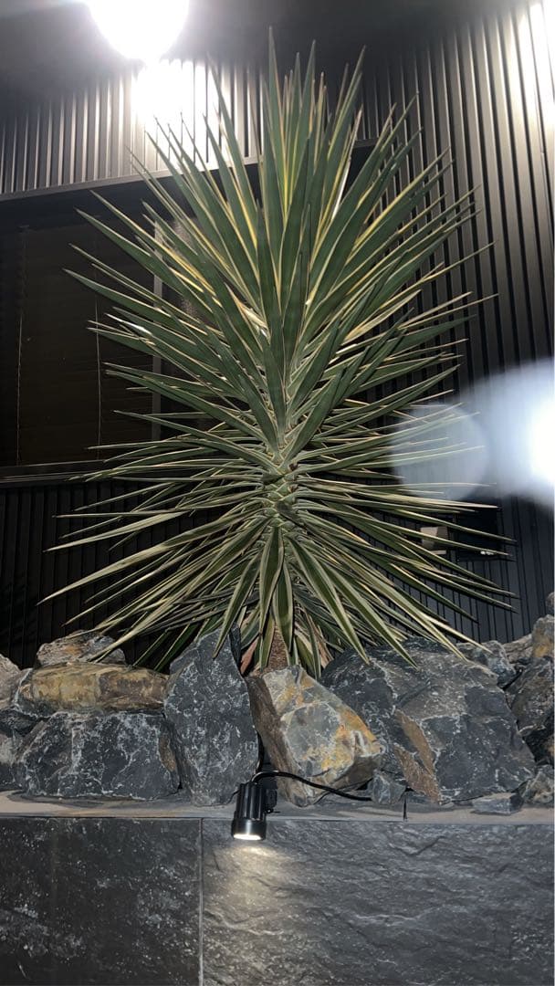 アロイフォリア　センジュラン