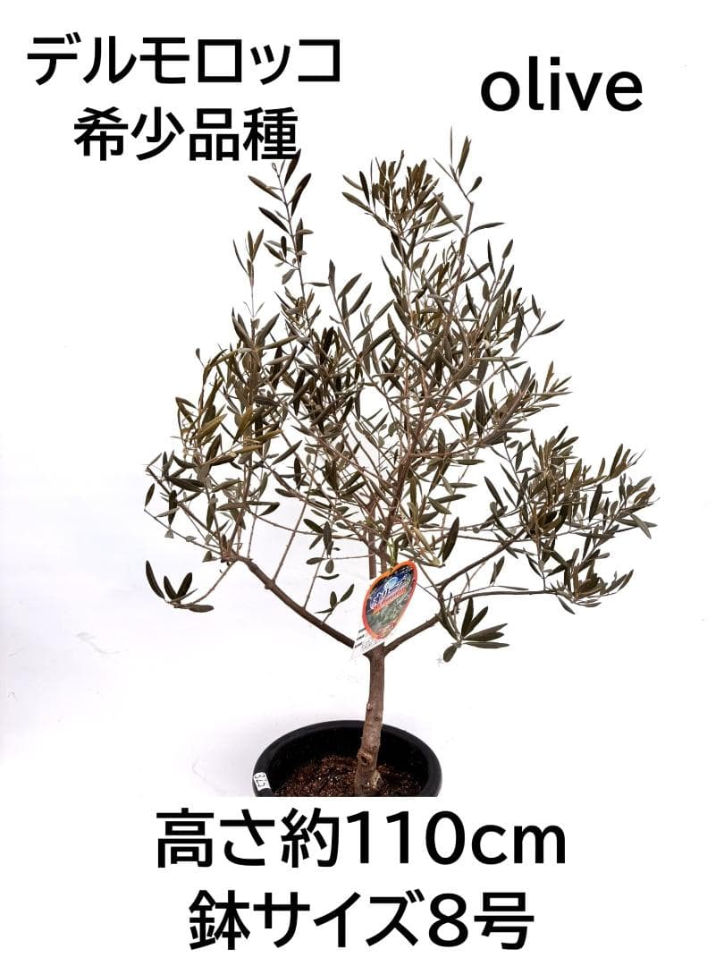 オリーブの木　デルモロッコ　8号　約110cm　K-325　希少品種　現品掲載