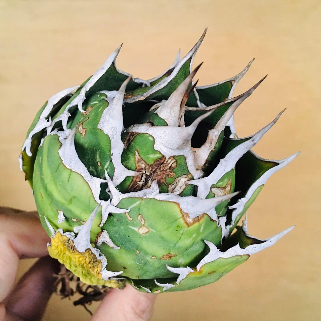 【稀少】シロアリ ボールタイプ TC株 アガベ チタノタ