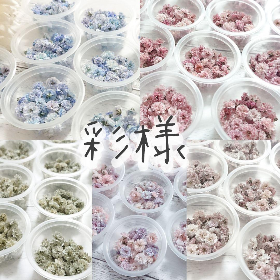【彩様おまとめ】ドライフラワー