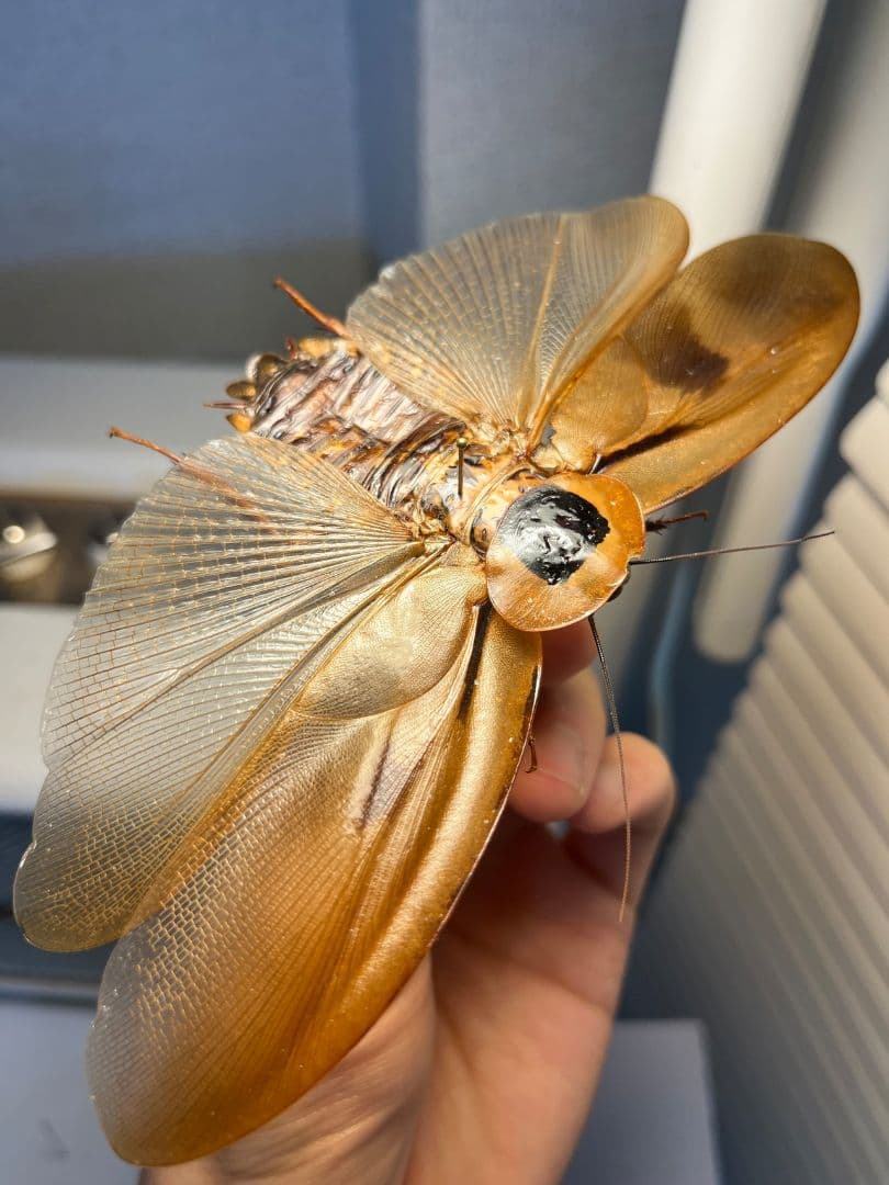 【蜚開翅】ブラベルスギガンテウス ゴキブリの標本 レッドローチデュビア