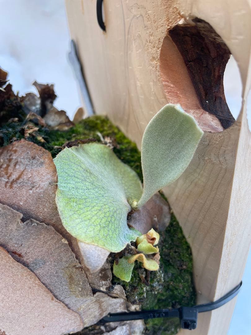 ビカクシダ　P.ghost（ゴースト）子株