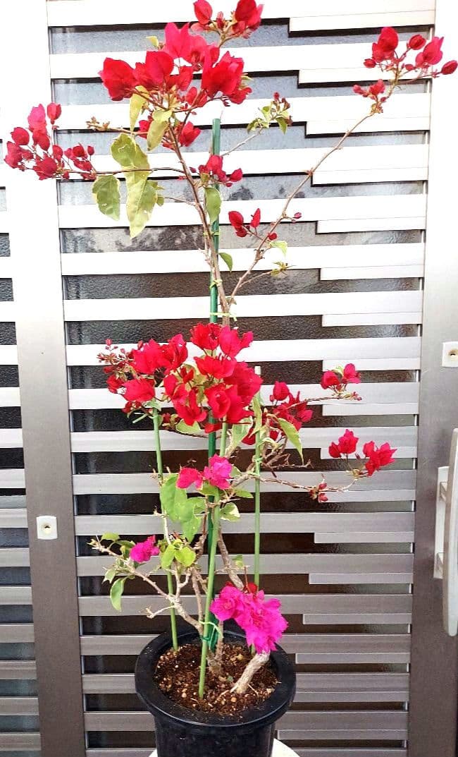 ブーゲンビリア　2色植え　No57 らくらくメルカリ便発送‼️