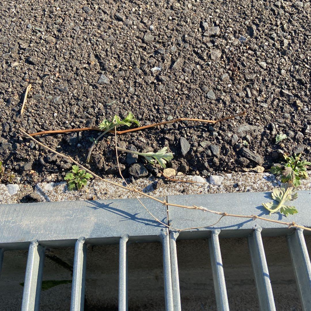 近所に生えてた葉っぱです