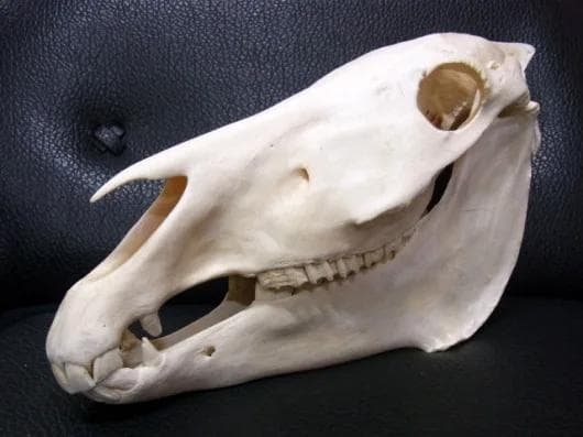 アフリカ便！サバンナシマウマ 頭骨