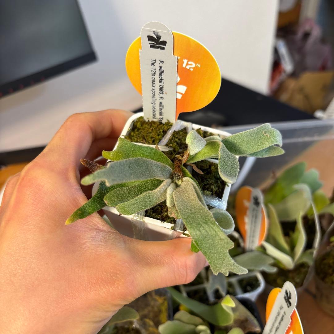 willinckii omg × samurai select 脇芽