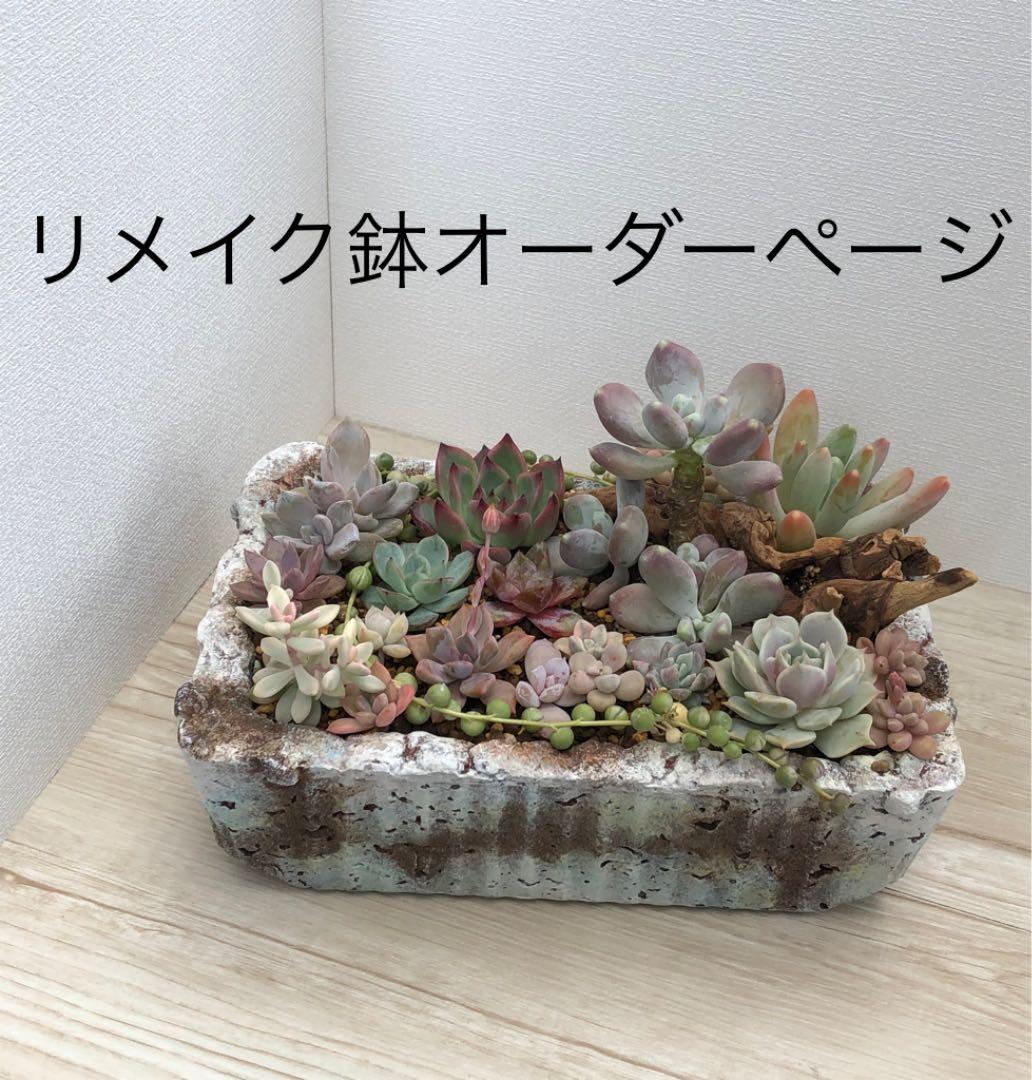 多肉植物リメイク鉢多肉丼お勧め♡オーダーページです(⌒▽⌒)