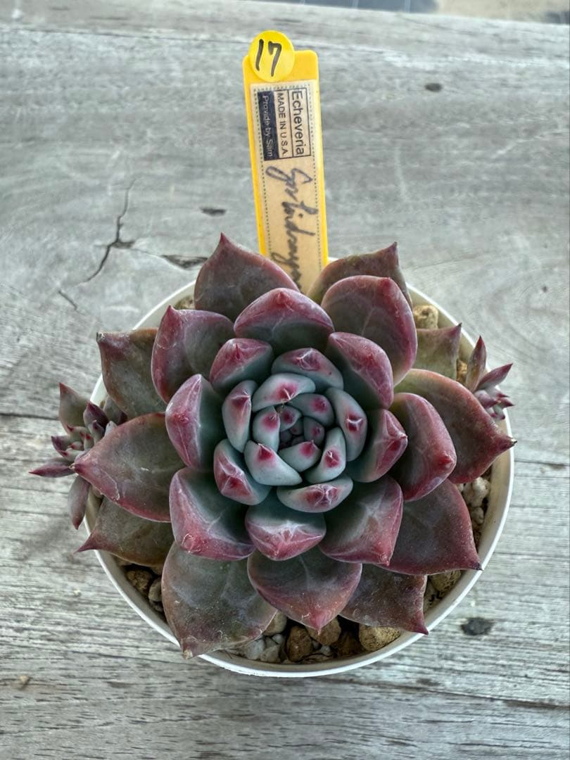 17 希少　SAMリンゼアナNo.6 カリフォルニア輸入　多肉植物